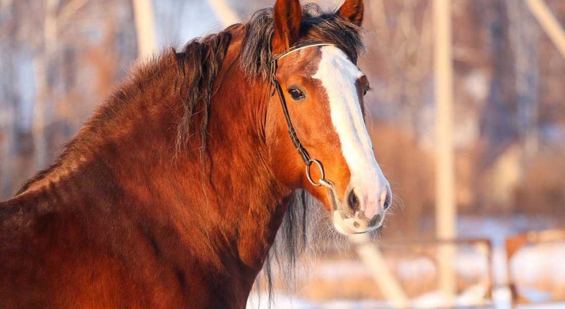 Лошади тяжеловозы: породы, применение, особенности разведения