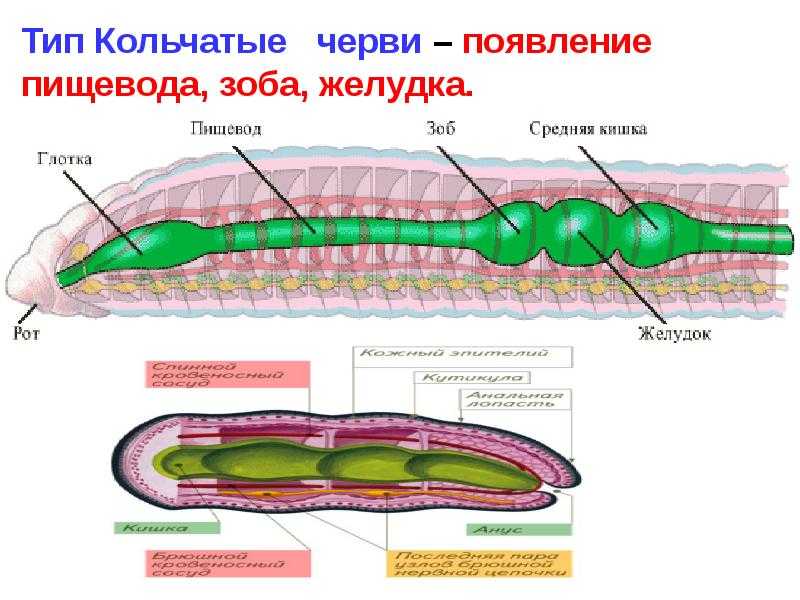 Особенности строения плоских червей