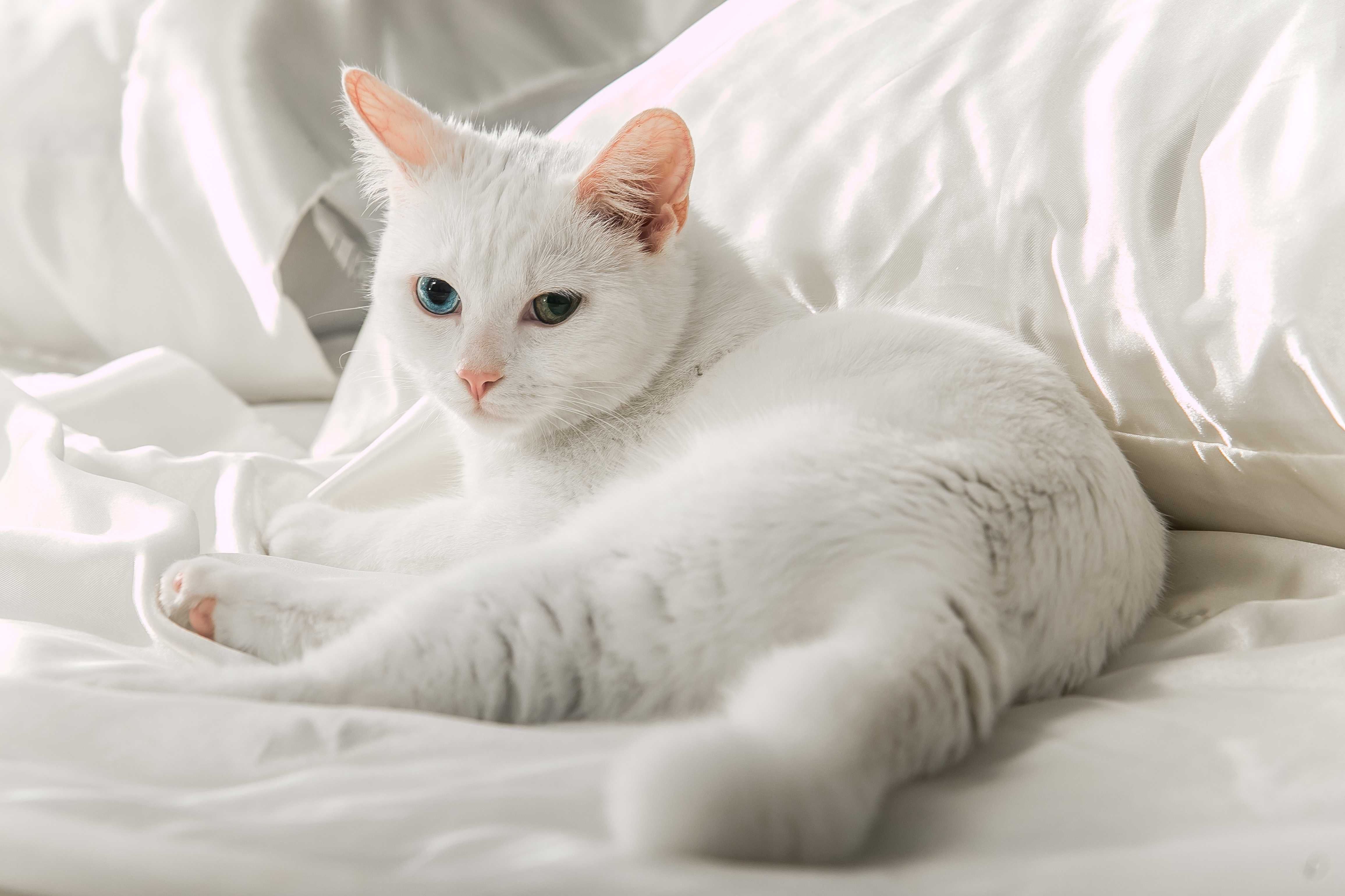 Анатолийский кот белый