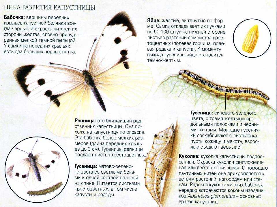 Какую функцию выполняют трахеи у капустной белянки. Цикл развития бабочки капустницы. Цикл развития капустной белянки. Капустная Белянка внешнее строение. Жизненный цикл бабочки капустницы.