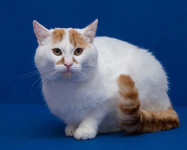 Ориентальная кошка: описание породы и характера, уход, содержание