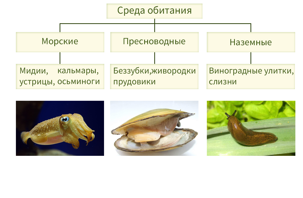Класс головоногие моллюски: строение, представители, размножение