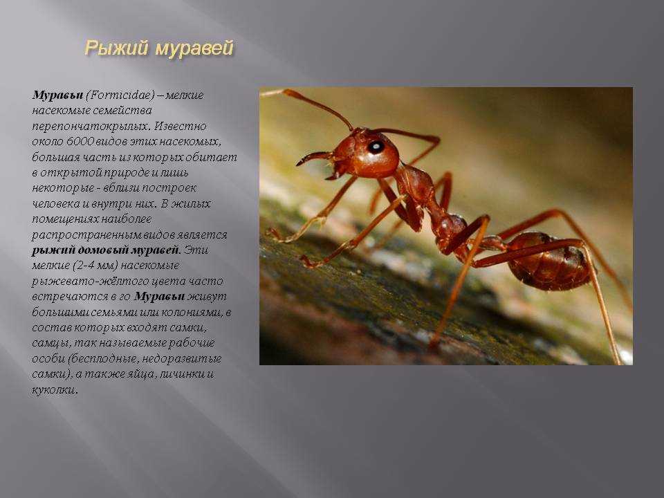 Сообщение о муравьях - особенности строения, виды и характеристика насекомых