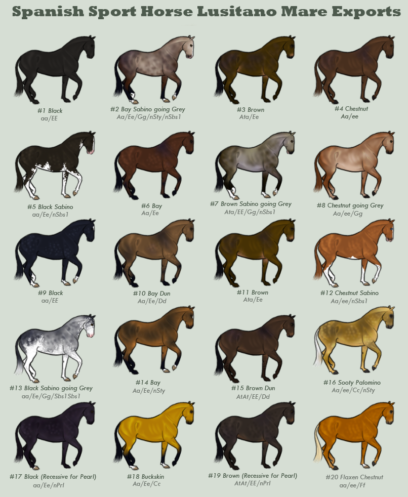 Чистокровные и племенные лошади – сходства и различия 2022