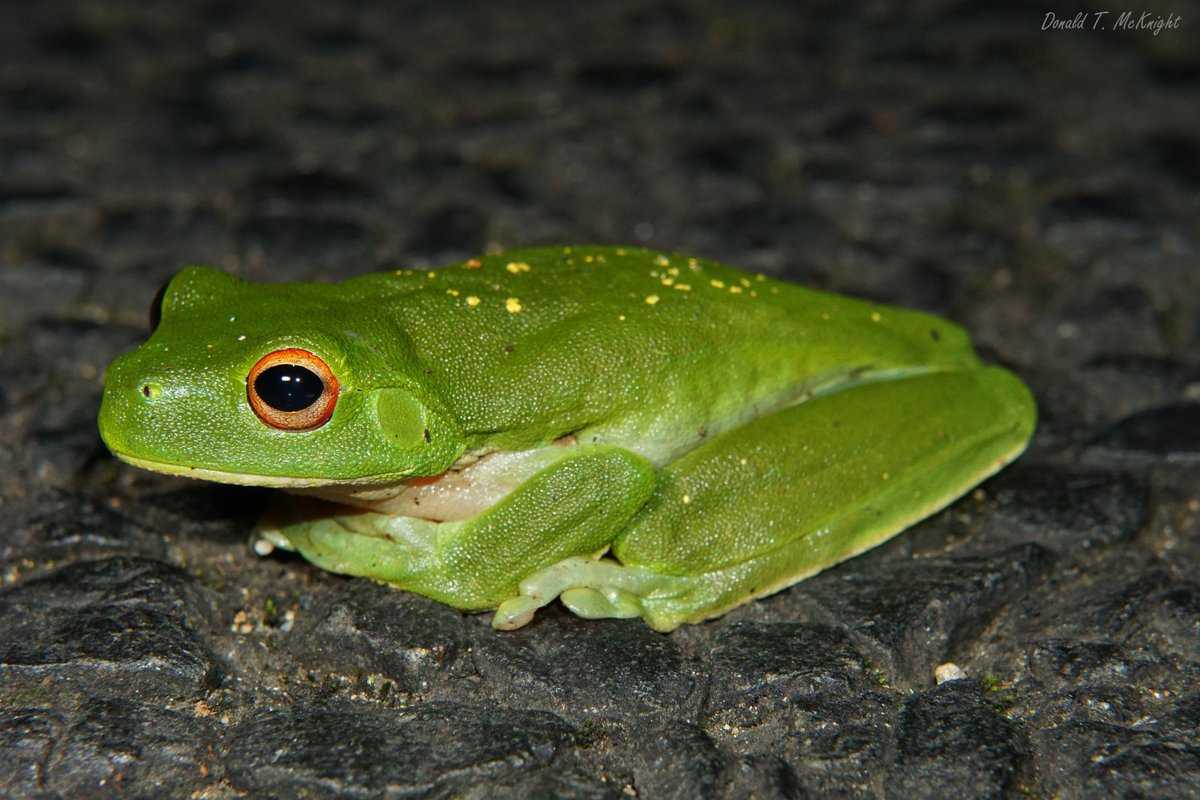 Квакша (древесная лягушка) – описание, виды, где обитает, фото