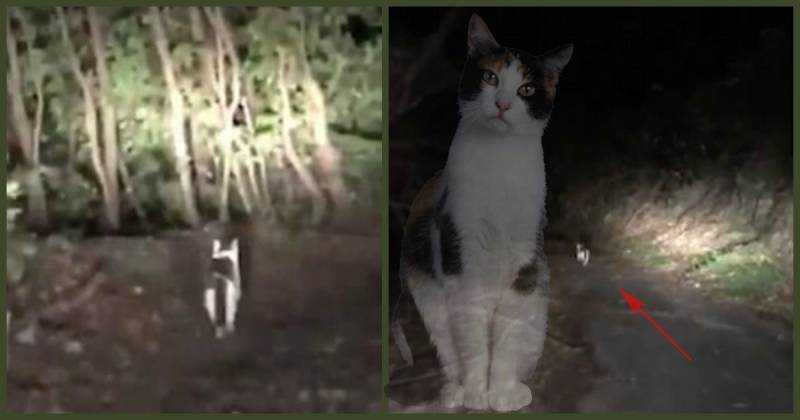 Видят ли кошки духов и привидения?