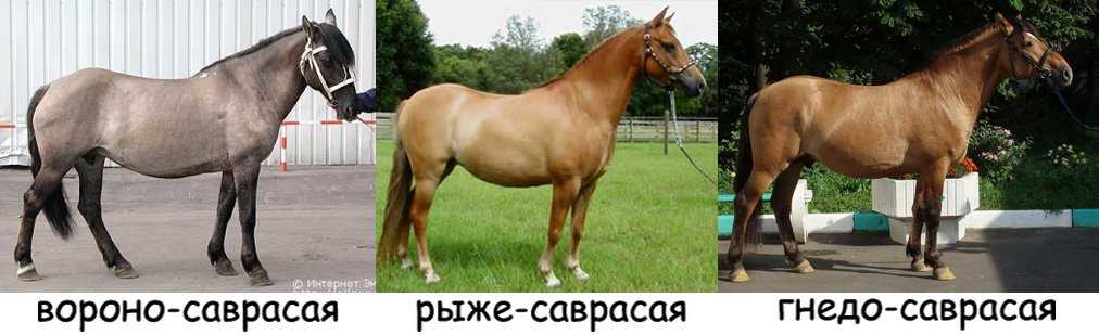 Андалузская лошадь: описание, характер, история и интересные факты :: syl.ru