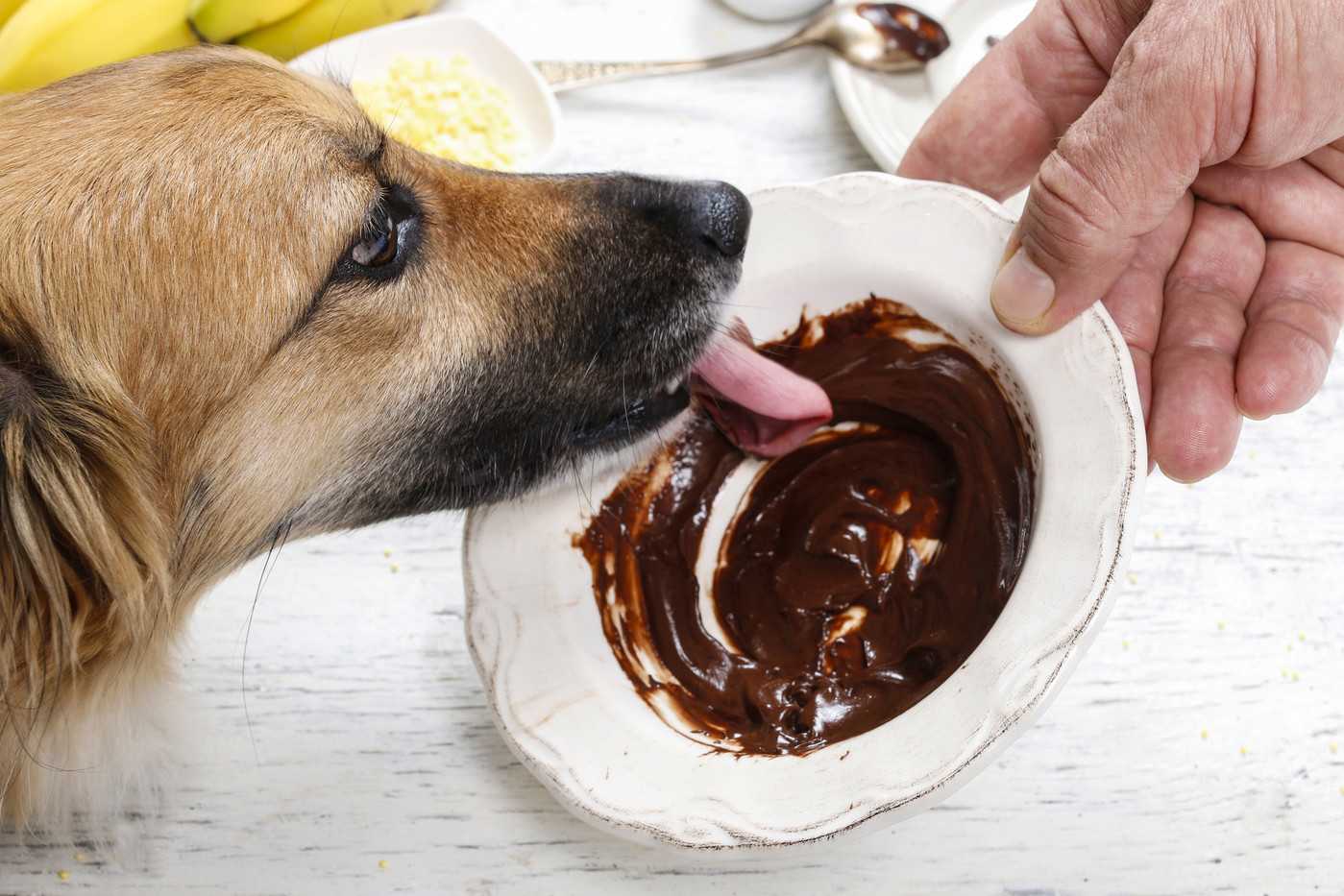 Как отучить собаку подбирать еду на улице