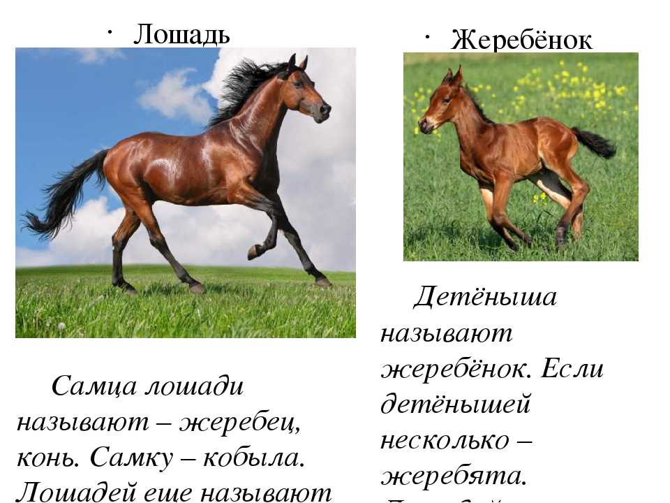 Самые популярные и экзотические варианты кличек для лошадей