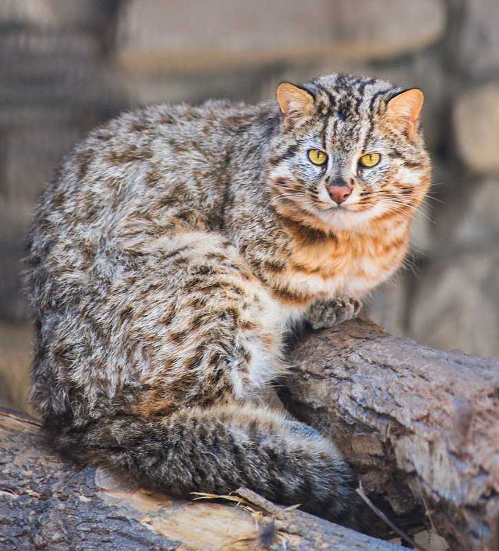 Амурский лесной кот (дальневосточный леопардовый кот) - окружающий мир вокруг нас