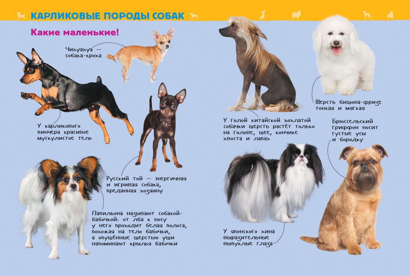домашние собаки породы фото и описание