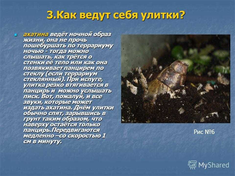 Как назвать улитку, интересные имена для девочек и мальчиков