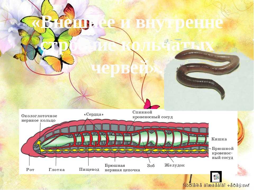 Сквозной кишечник у червей