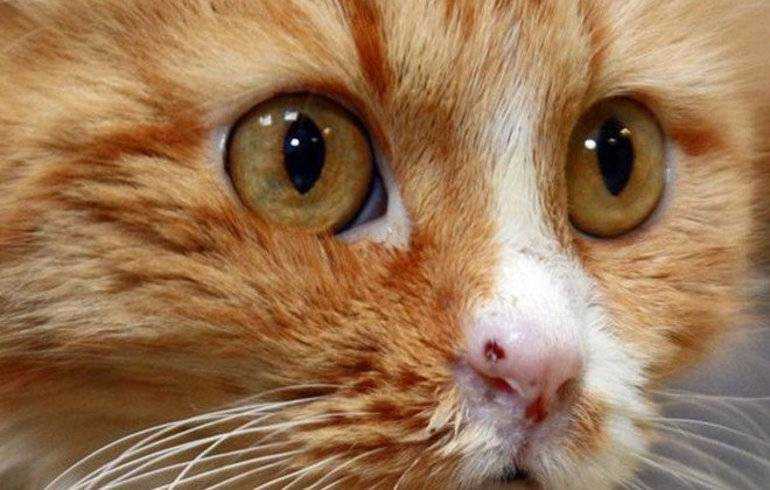 Кошка породы саванна фото, характер, чем кормить, уход и содержание | zoosecrets