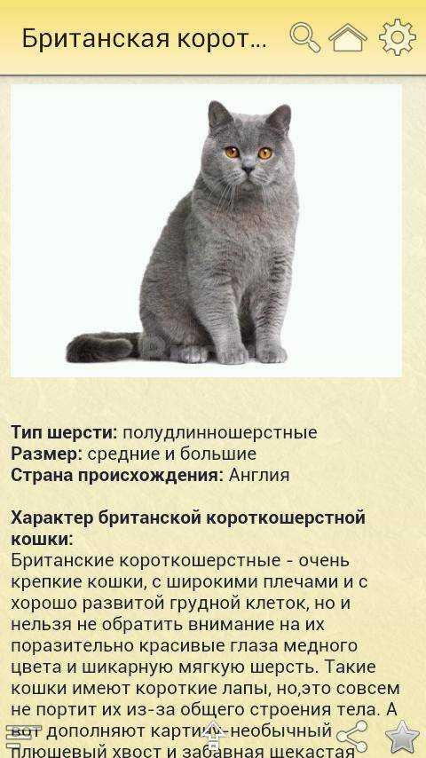 Британские кошки (57 фото): описание характера котов и котят. как они выглядят? особенности разновидностей породы. отзывы владельцев