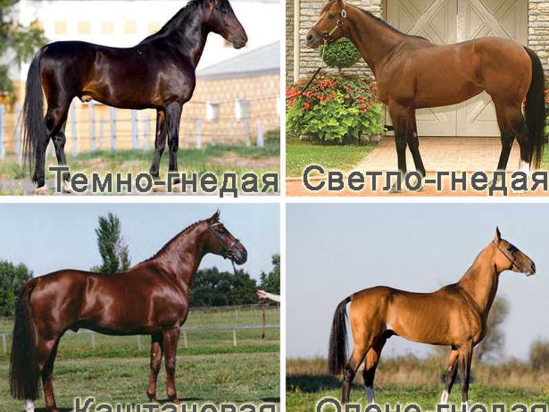 Арабские лошади: фото, история, характеристика, типы лошадей, уход, скачки, стоимость
