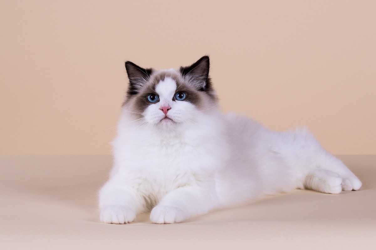 Кошка породы рэгдолл: описание, особенности рэдголла, уход за котятами рэгдолл
