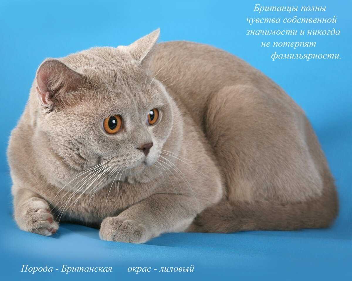 Короткошерстные породы кошек: названия и фото