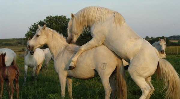 Спаривание лошадей: виды случки лошадей, спаривание лошадей и ослов