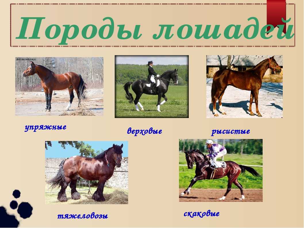 Клички лошадей: рекомендации и особенности выбора, алфавитный список имен