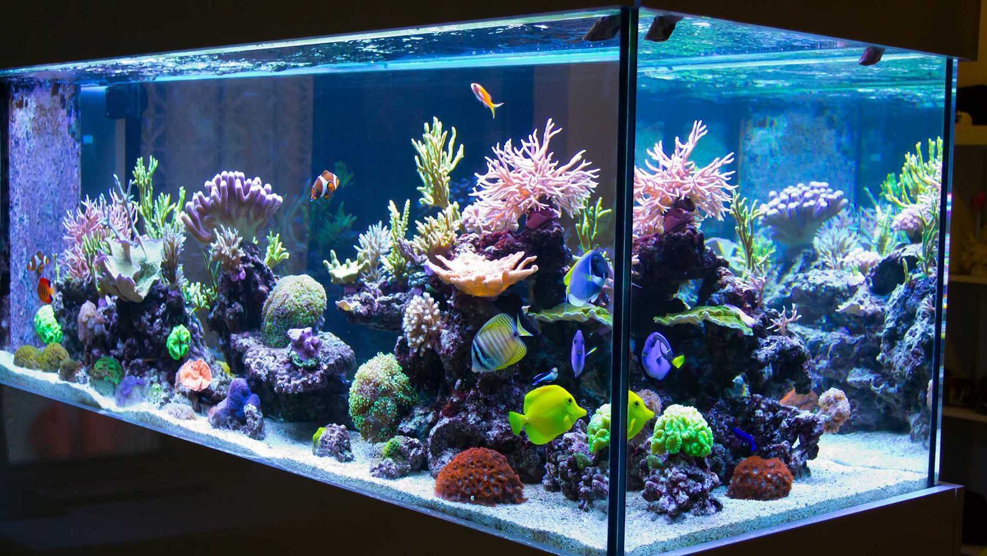 ᐉ рыбки которые живут без кислорода в аквариуме - zoomanji.ru