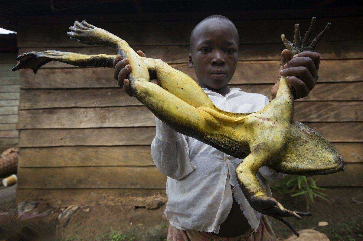 Самая большая лягушка в мире: удивительный мир земноводных