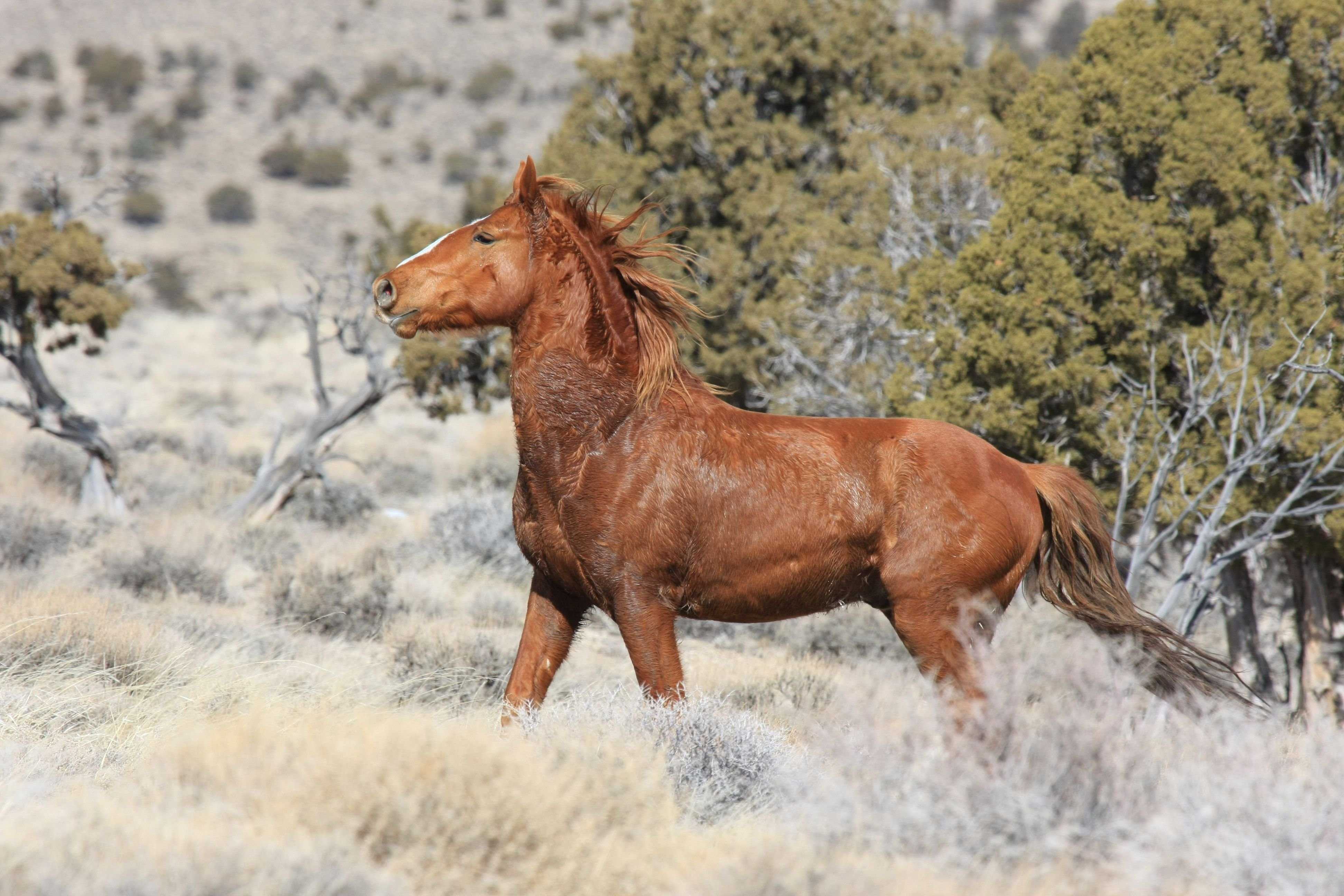 Лошадь мустанг: происхождение, внешний вид, размножение, фильм
