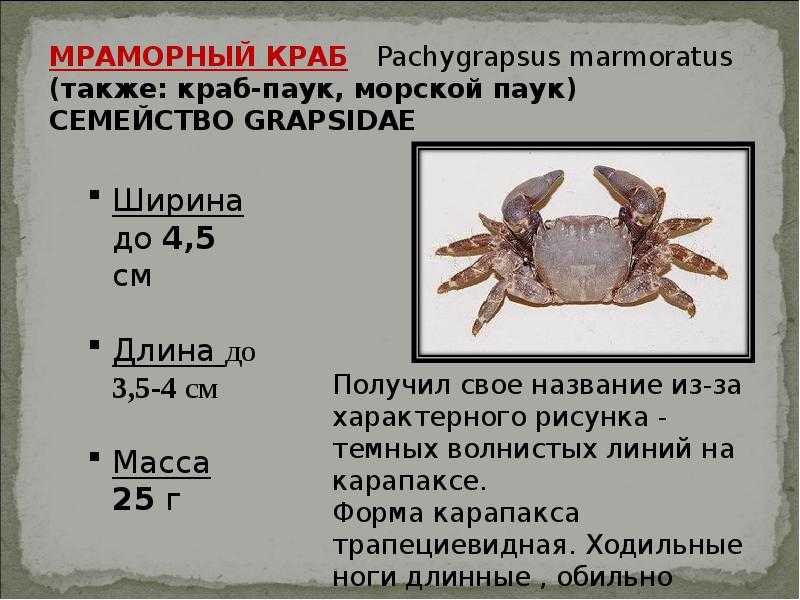 Краб черноморский: размеры, чем питается, описание