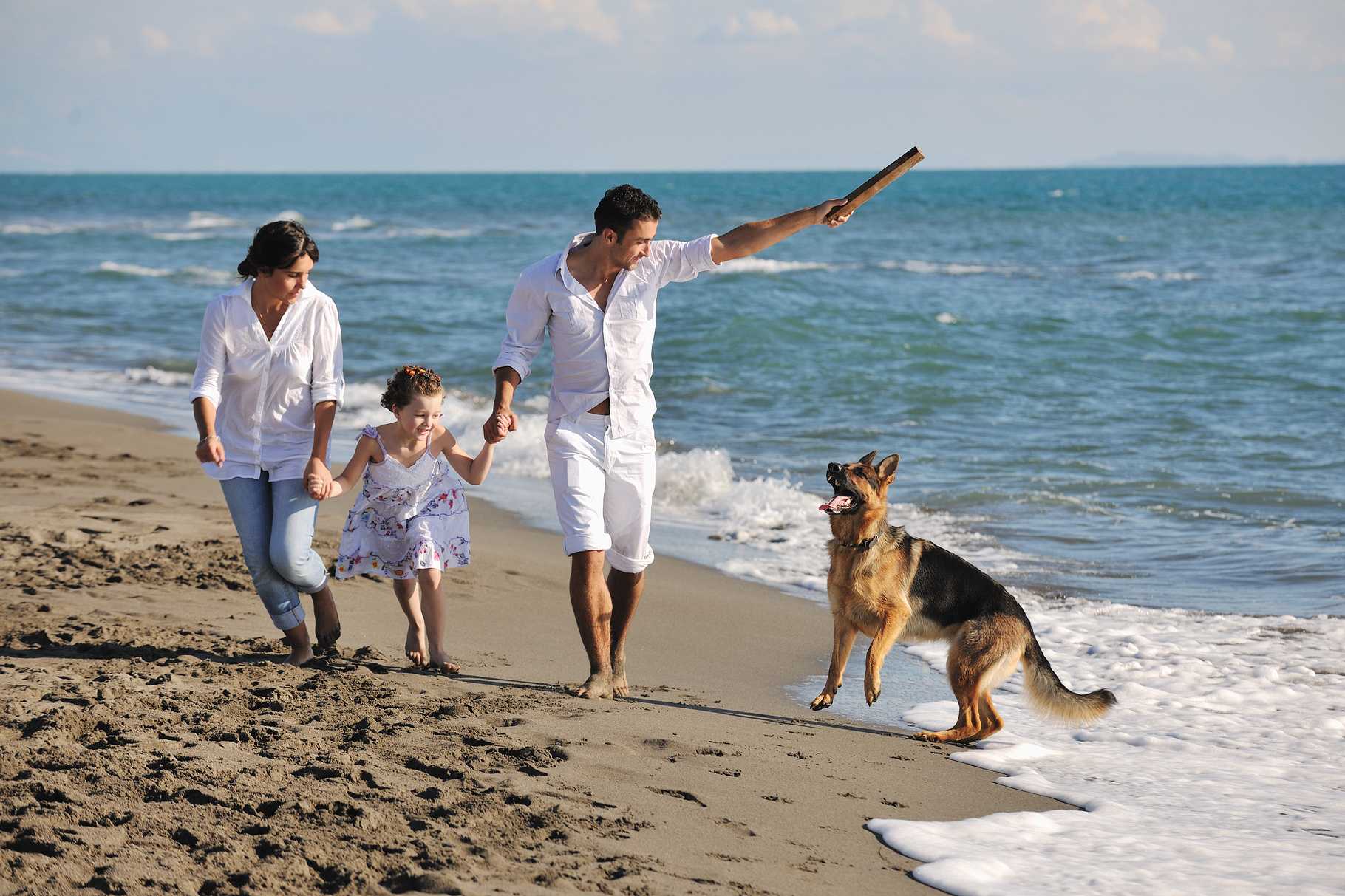 Отдых на море с собакой в 2020 году - куда поехать, как отдохнуть | petguru