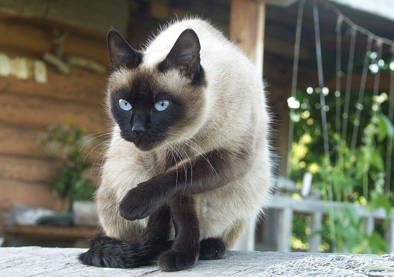 Домашняя сиамская кошка. Сиамская кошка. Сиамская кошка Сиамская. Сиамский кот чистокровный. Старотипная Сиамская.