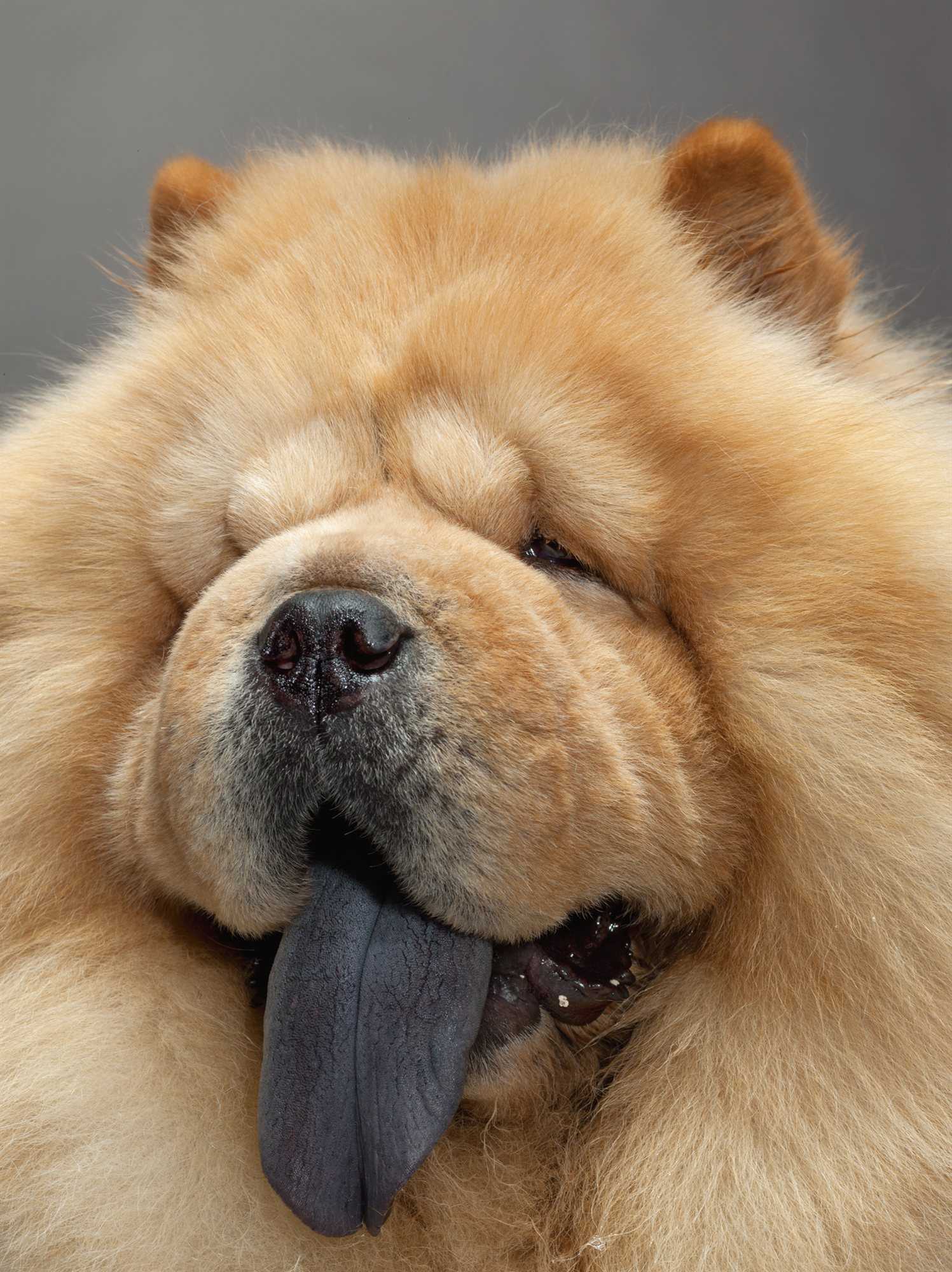 Для каких пород собак необычный синий цвет языка является нормой, есть ли объяснение такому явлению
