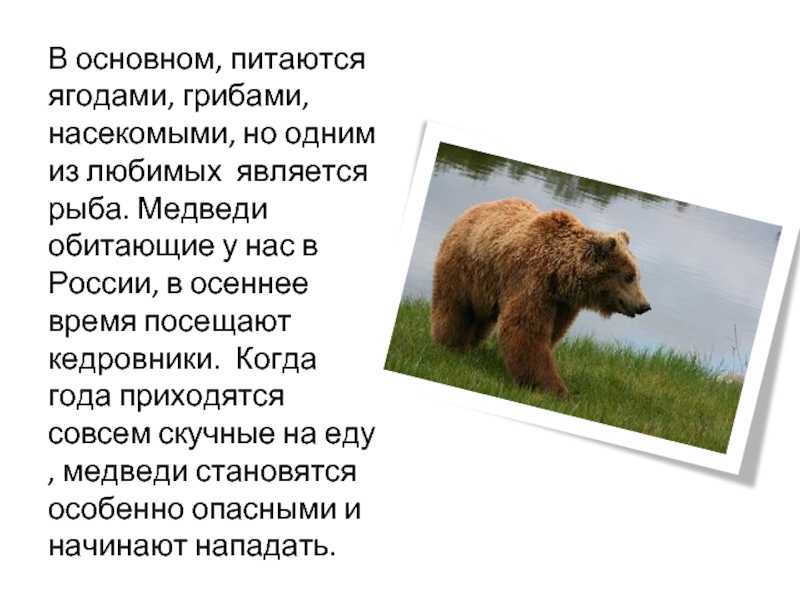 План про медведя