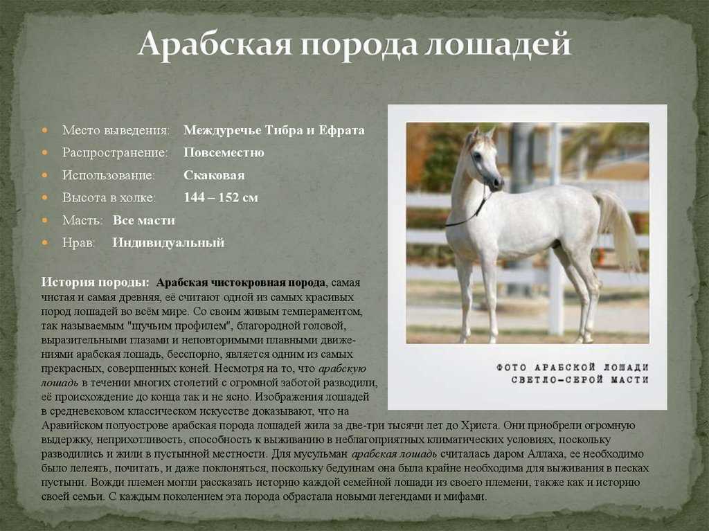 ᐉ рысистые породы лошадей: характеристика, описание - zooon.ru