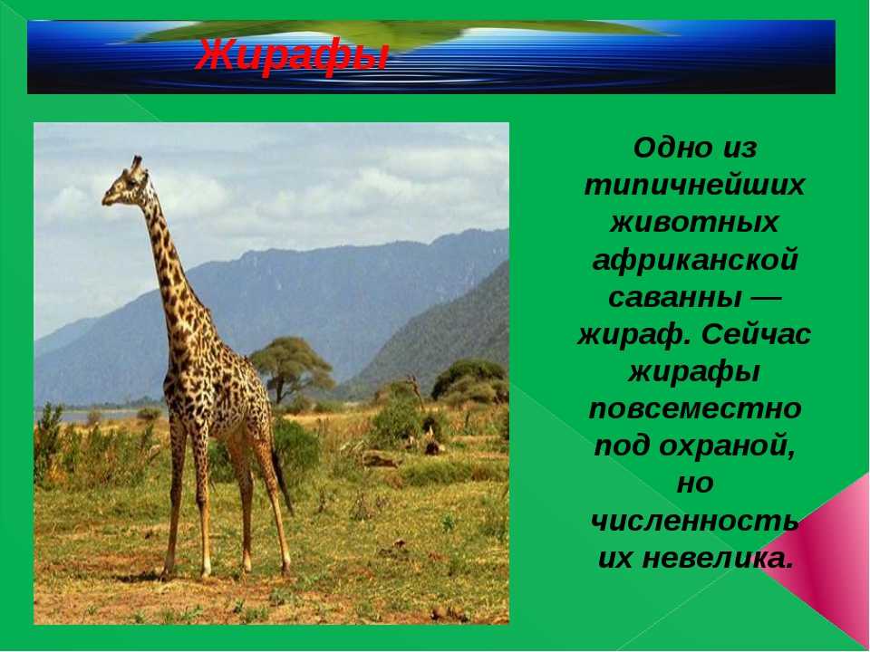 Жираф какая природная зона. Проект о жирафе. Жираф презентация. Презентация про жирафа. Проект про жирафа.