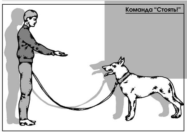 Как правильно наказывать собаку?