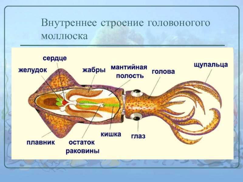 Моллюски | virtual laboratory wiki | fandom