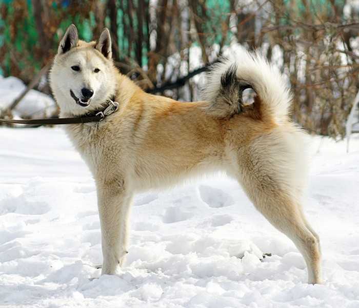 Как выглядит лайка западно сибирская, фото и характер щенков