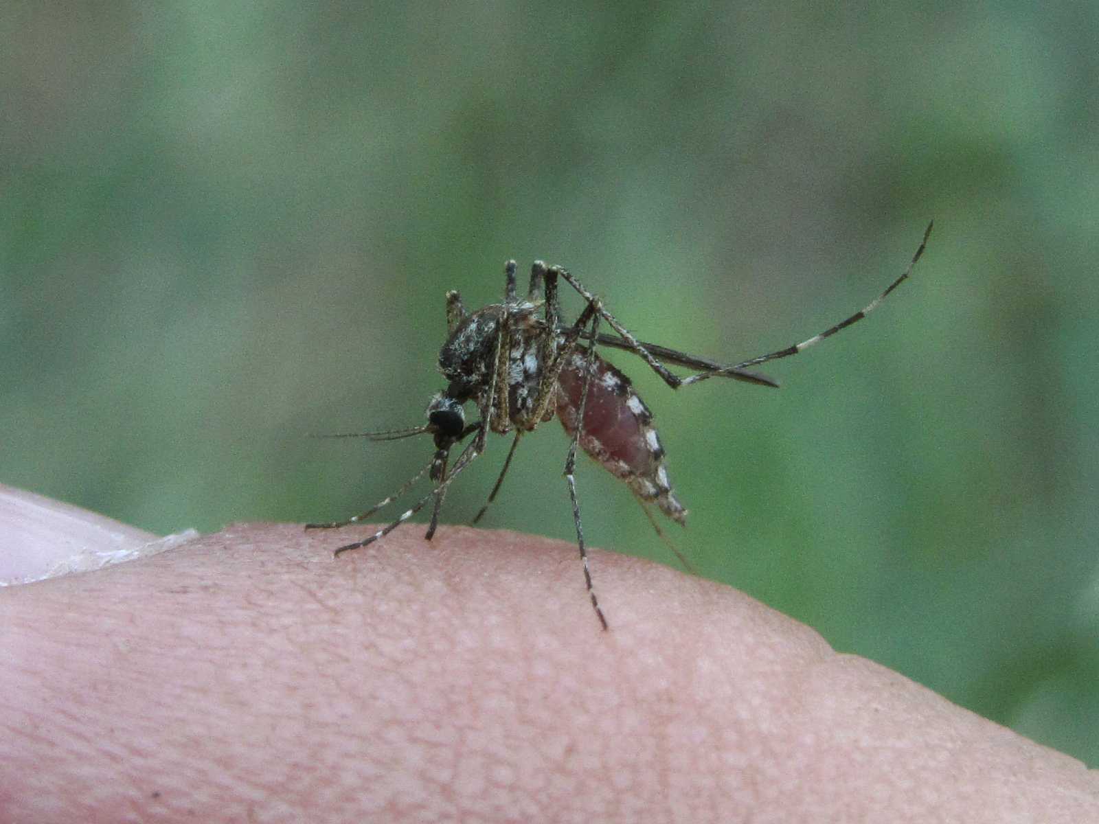 Комар – чем питаются комары, фото комаров, виды комаров.