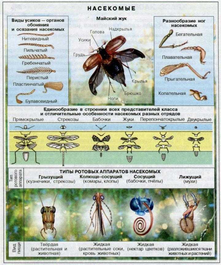 Стадии развития насекомых: неполное и полное превращение