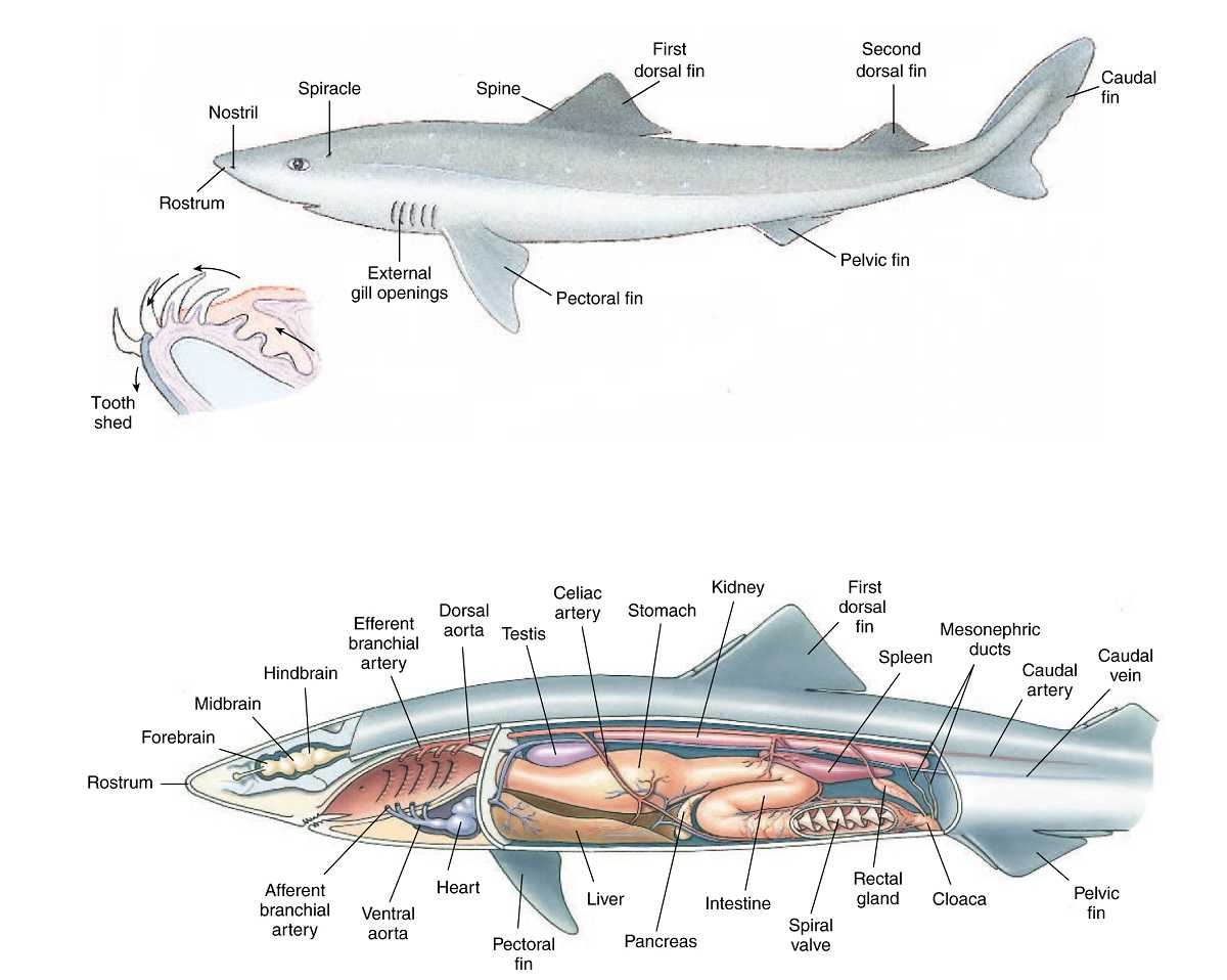 Внутреннее строение акулы. Внутреннее строение хрящевых рыб. Строение пищеварительной системы акулы. Хрящевые рыбы внешнее строение и внутреннее строение. Пищеварительная система хрящевых рыб.