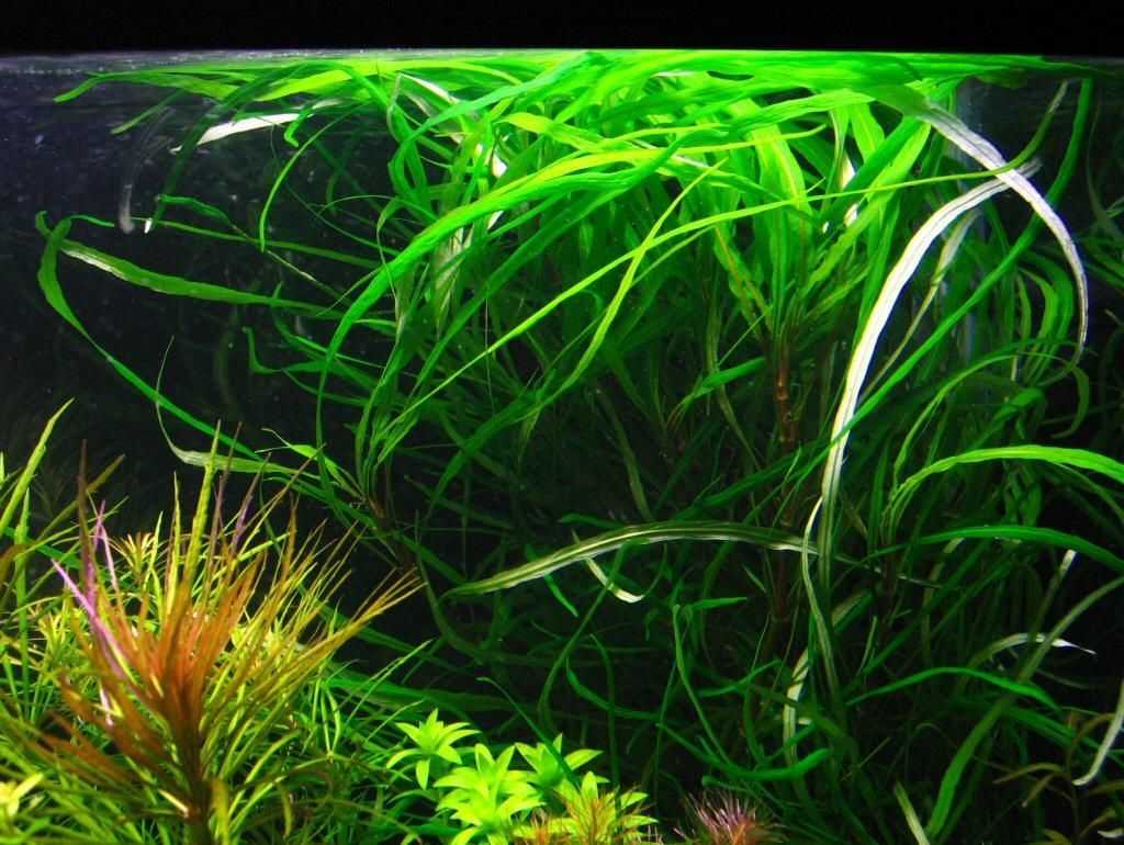 Гигрофила: 8 видов аквариумного растения с фото, содержание