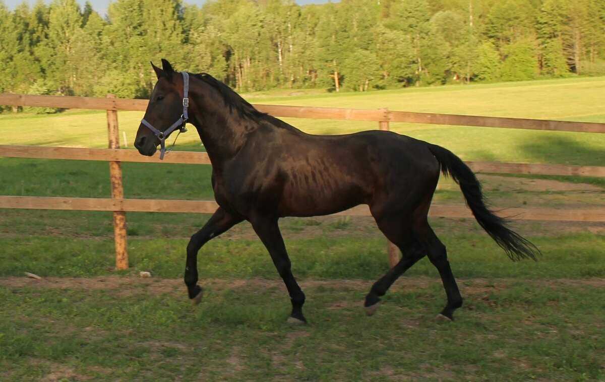 Американская верховая лошадь — универсальная порода лошадей