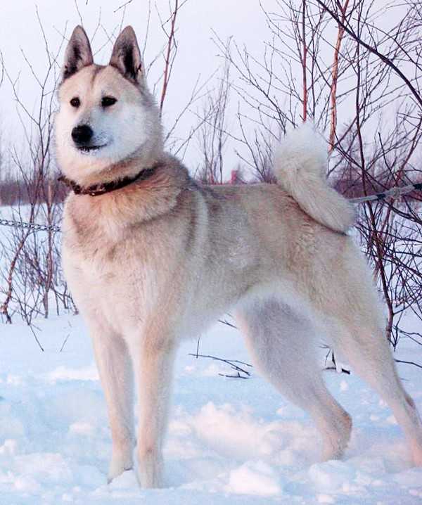 Западно-сибирская лайка: питание и уход за собакой