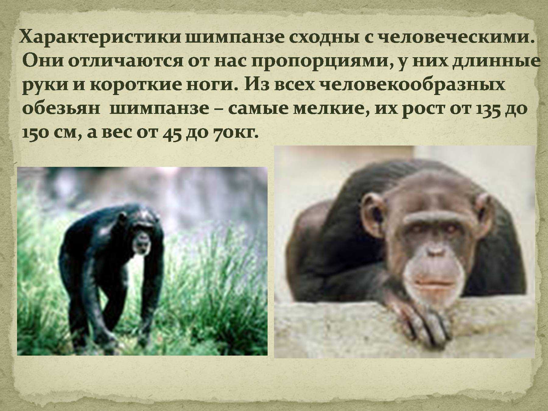 Образ жизни человекообразных обезьян. Обезьяна для презентации. Интересные факты про обезьян. Удивительные факты про обезьян. Информация о шимпанзе.