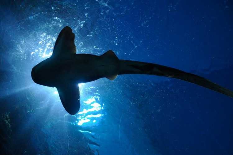Где водятся акулы, в каких морях и океанах? описание, виды, фото