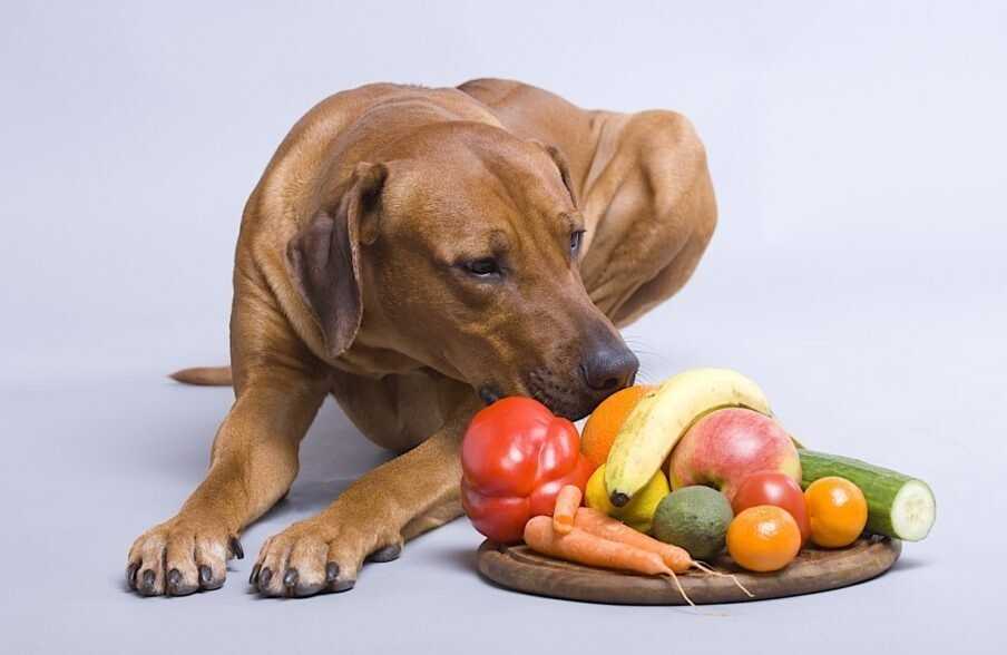 Можно ли отучить собаку подбирать еду на улице – советы