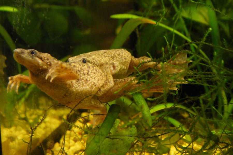Чем питается травяная лягушка? :: syl.ru