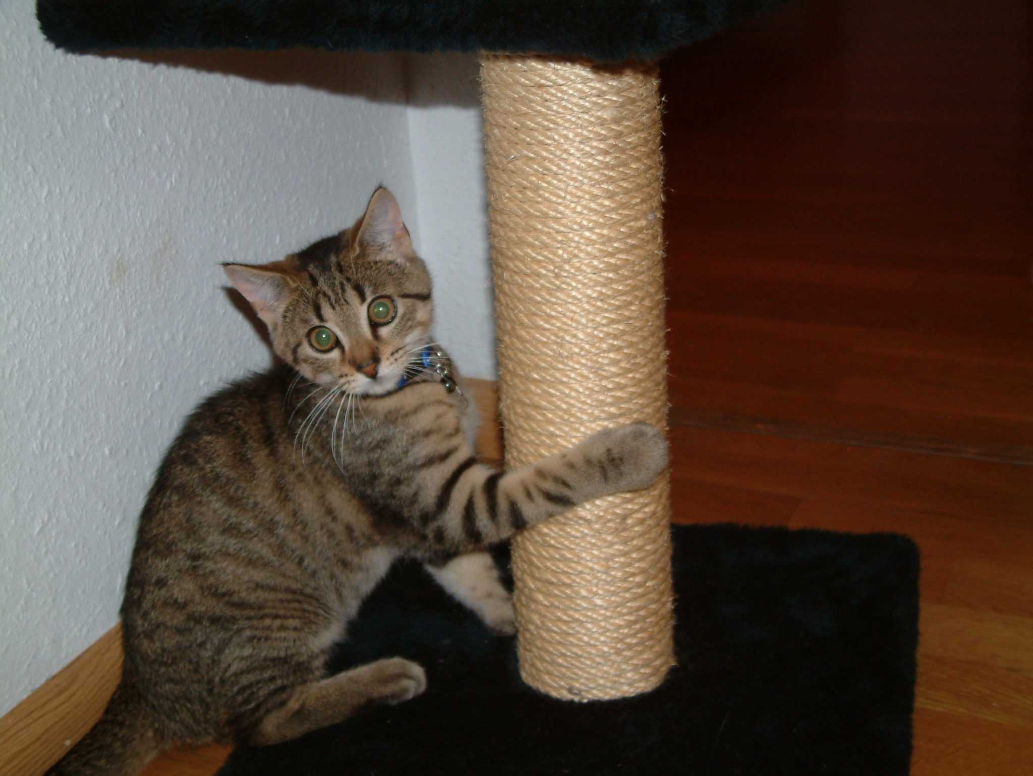 Как приучить кошку к когтеточке | блог ветклиники "беланта"
