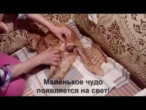 Все о беременности у кошек