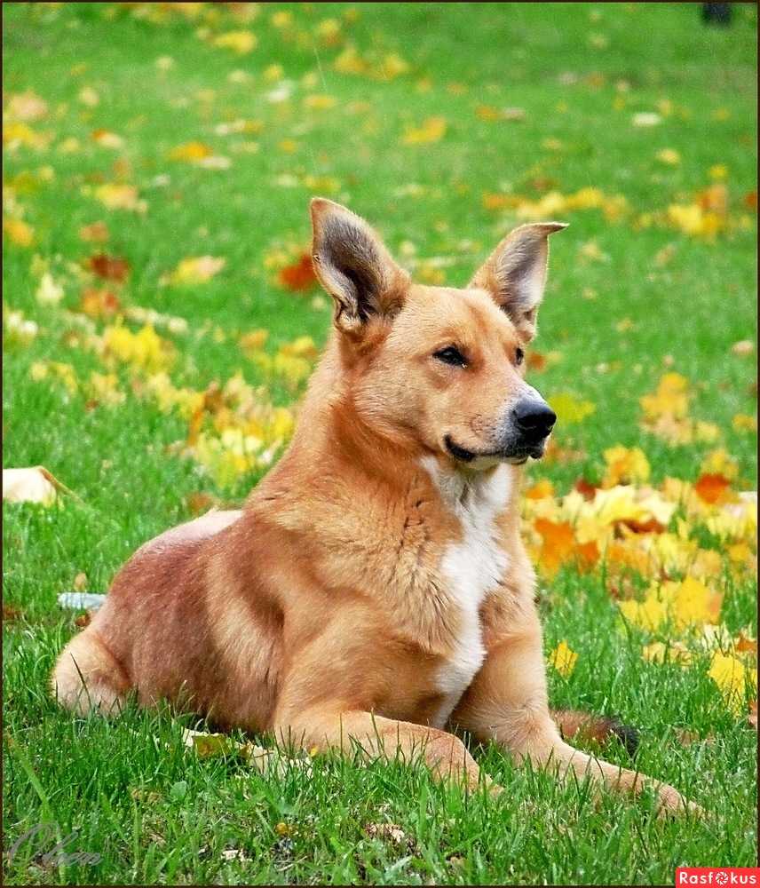 Рыжие породы собак — обзор с фотографиями и названиями